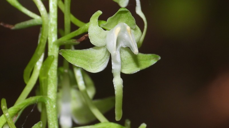 Greater Roundleaved Orchid photo 5
