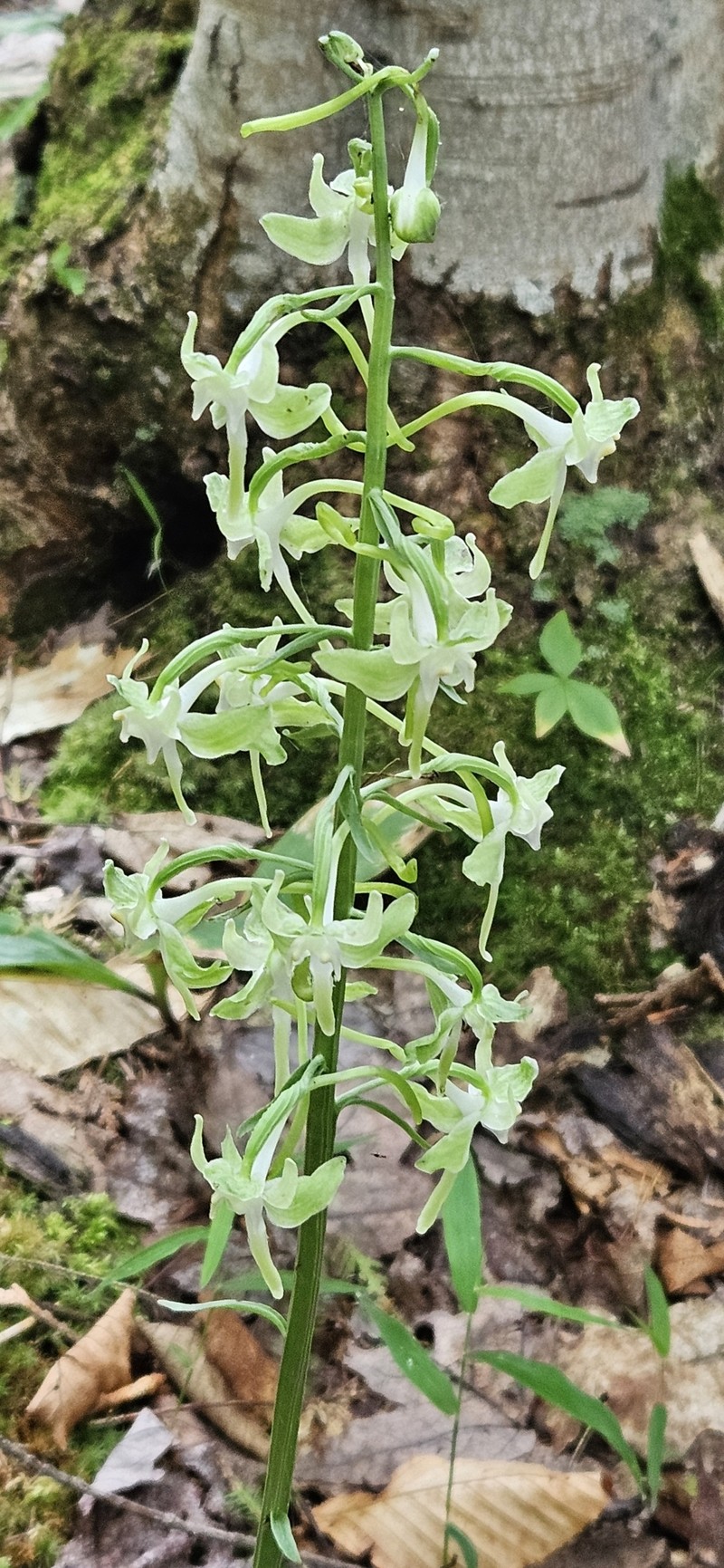 Greater Roundleaved Orchid photo 6