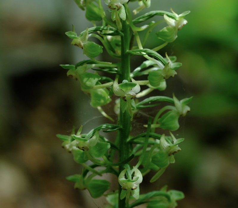 Greater Roundleaved Orchid photo 7