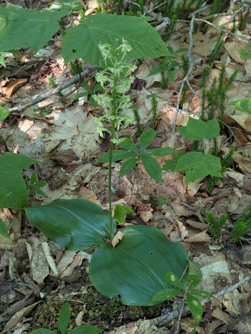 Greater Roundleaved Orchid photo 8