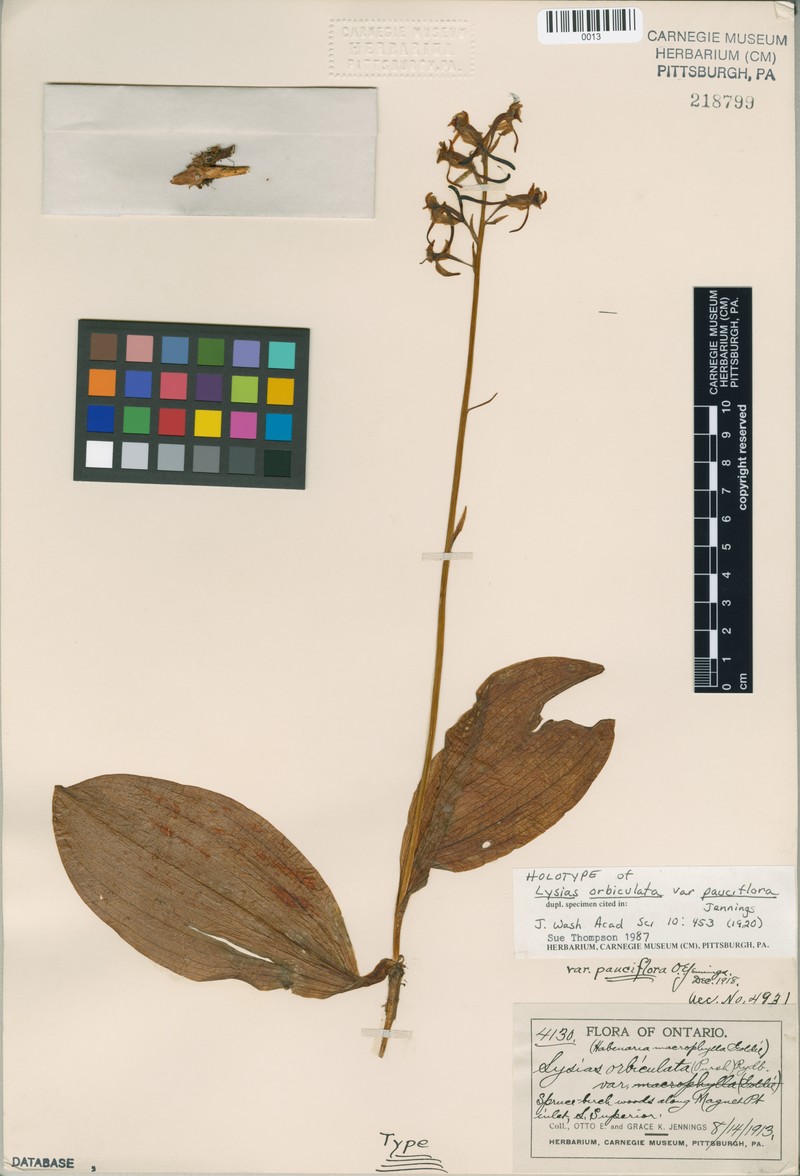 Platanthera orbiculata var. orbiculata