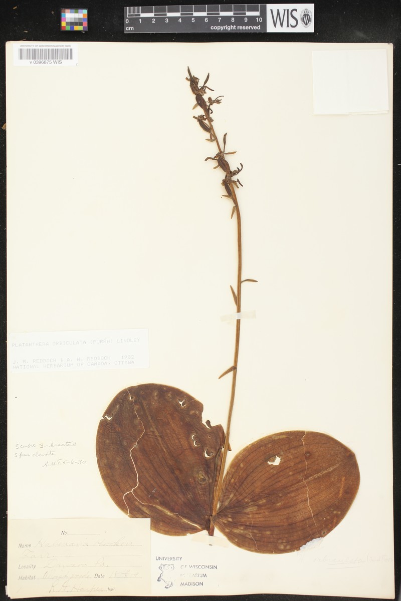 Platanthera orbiculata var. orbiculata photo 2