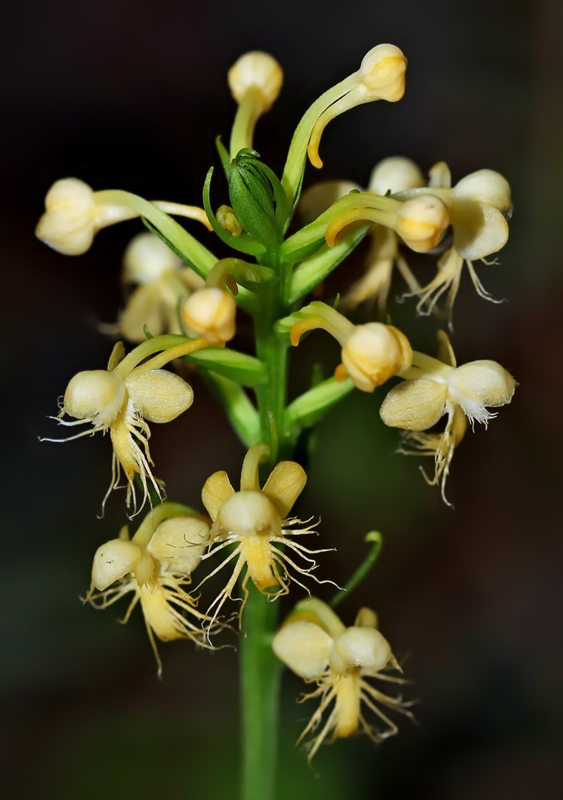 Platanthera pallida