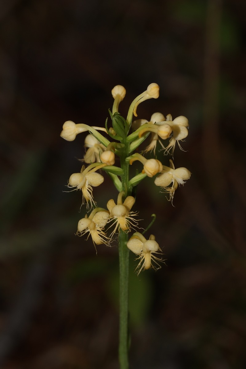 Platanthera pallida photo 2