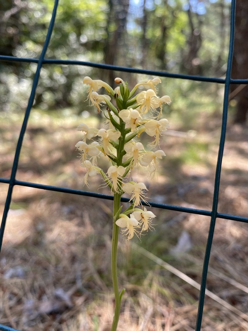 Platanthera pallida photo 3
