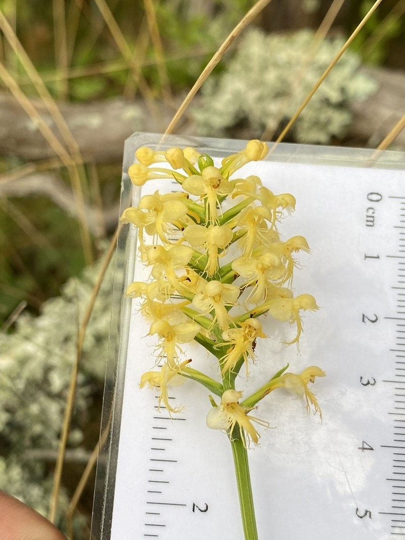 Platanthera pallida photo 4