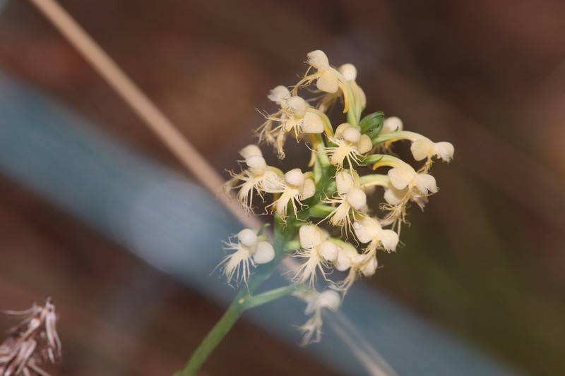 Platanthera pallida photo 5