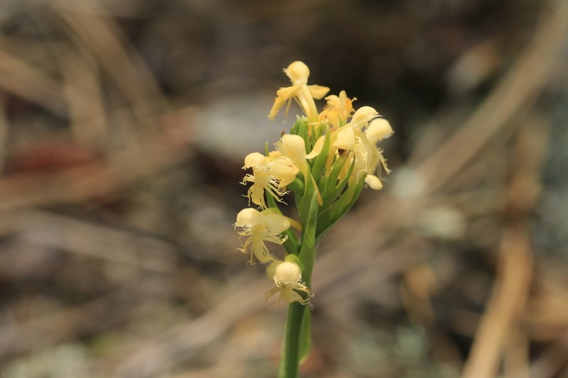Platanthera pallida photo 6