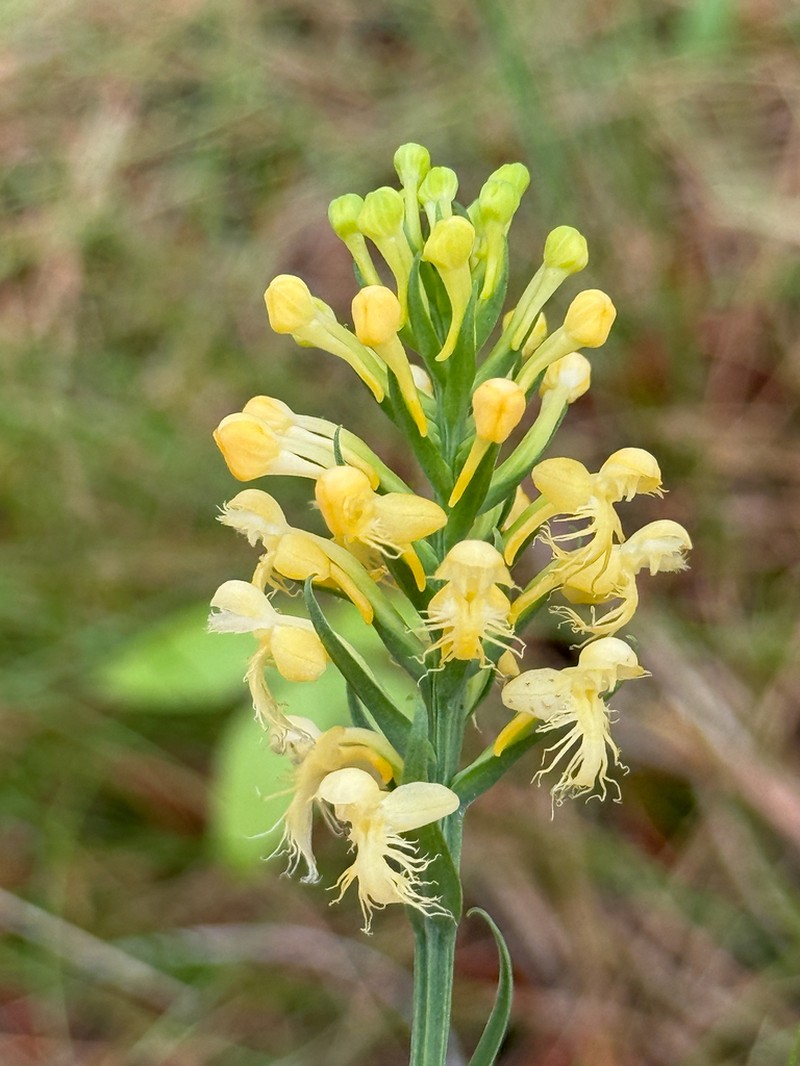Platanthera pallida photo 7
