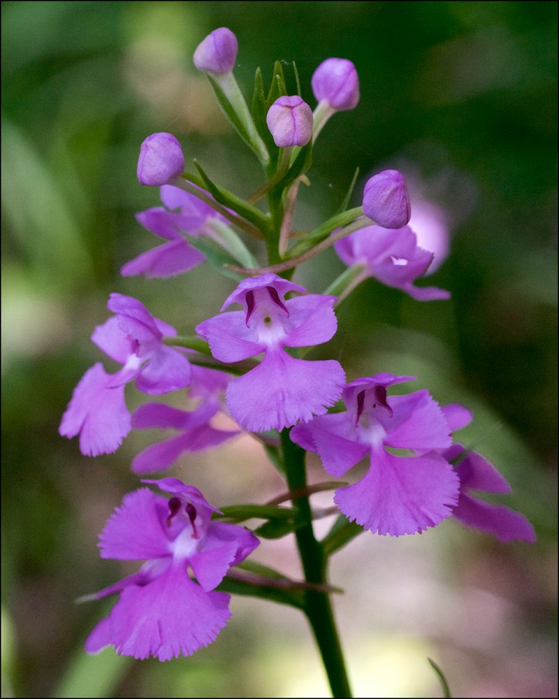 Purple Fringeless Orchid