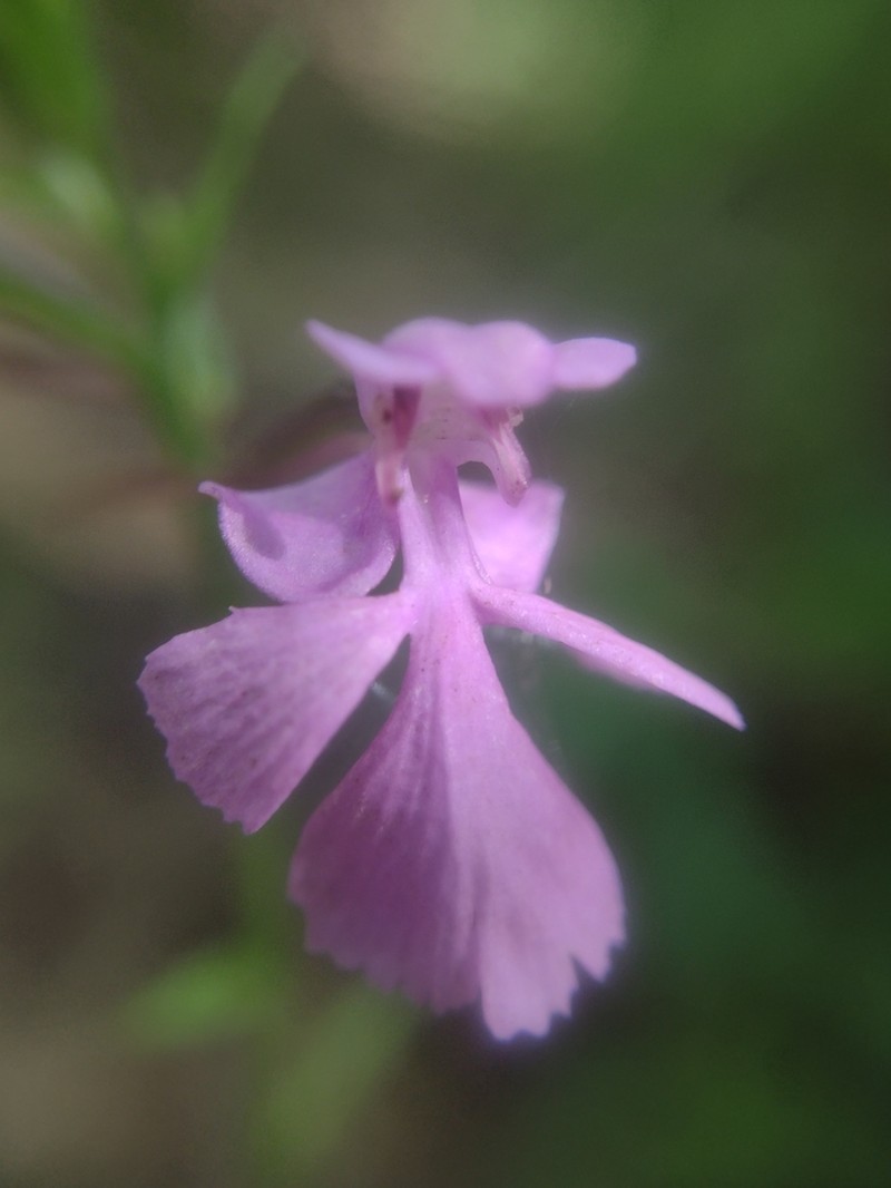 Purple Fringeless Orchid photo 3