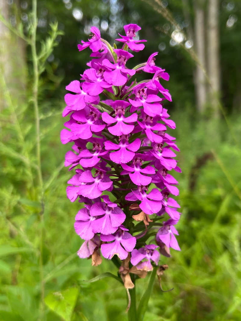 Purple Fringeless Orchid photo 4