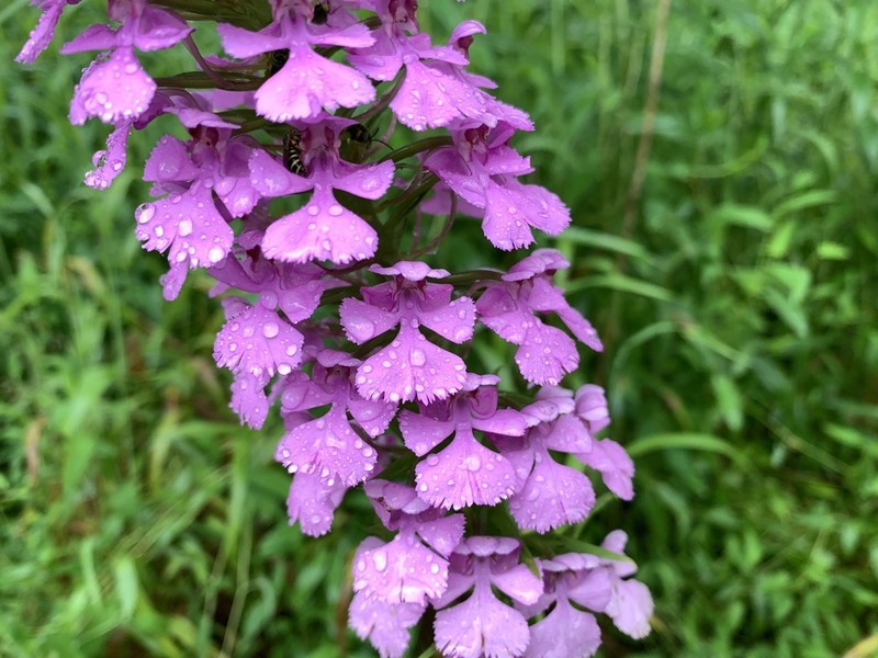 Purple Fringeless Orchid photo 6