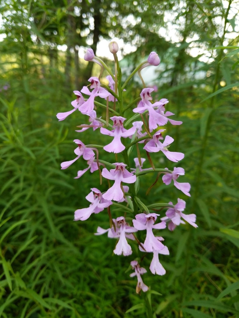 Purple Fringeless Orchid photo 7