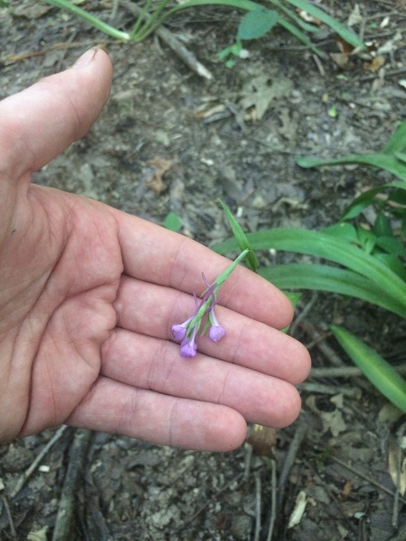 Purple Fringeless Orchid photo 8