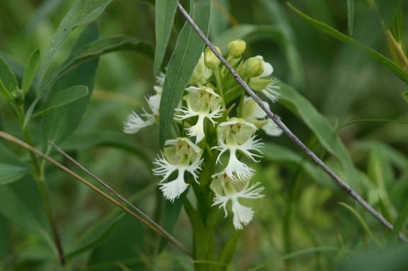 Great Plains White Fringed Orchid