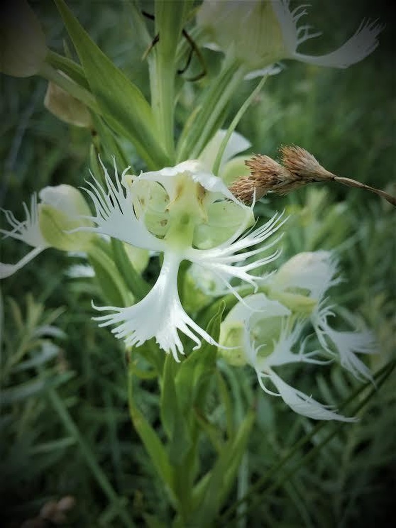 Great Plains White Fringed Orchid photo 2