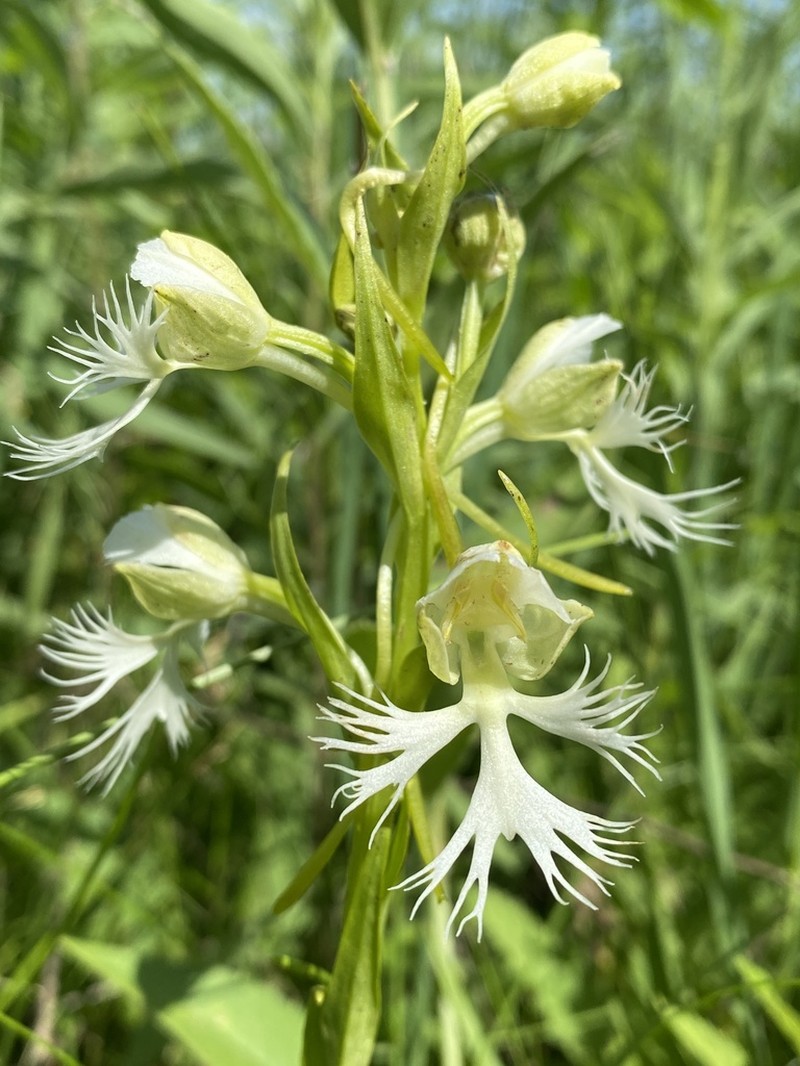 Great Plains White Fringed Orchid photo 3