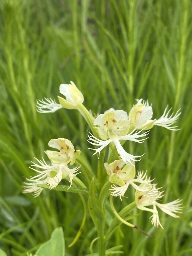 Great Plains White Fringed Orchid photo 4