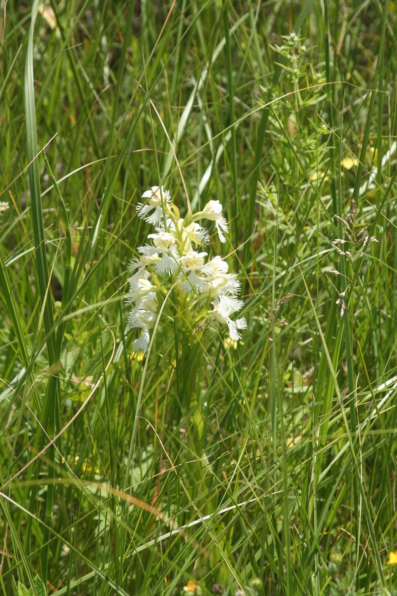 Great Plains White Fringed Orchid photo 5