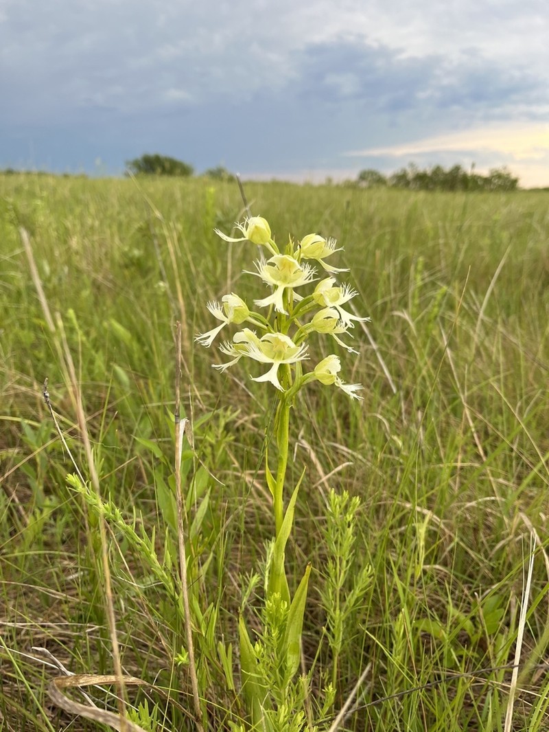 Great Plains White Fringed Orchid photo 6
