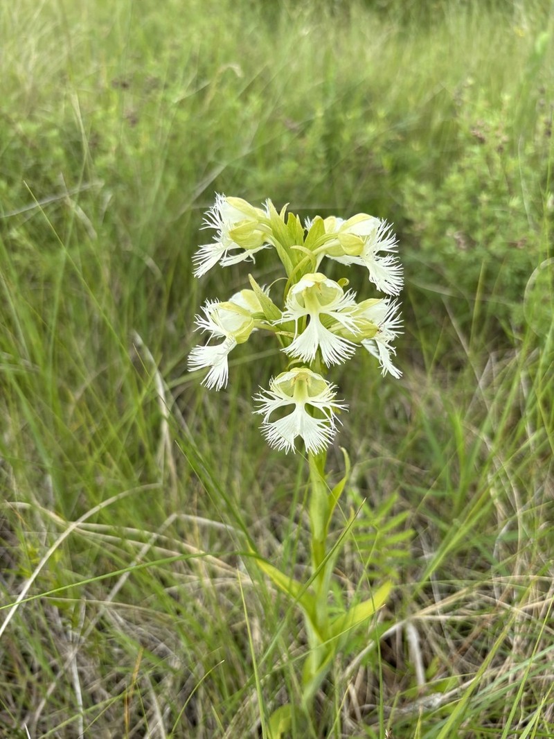 Great Plains White Fringed Orchid photo 7