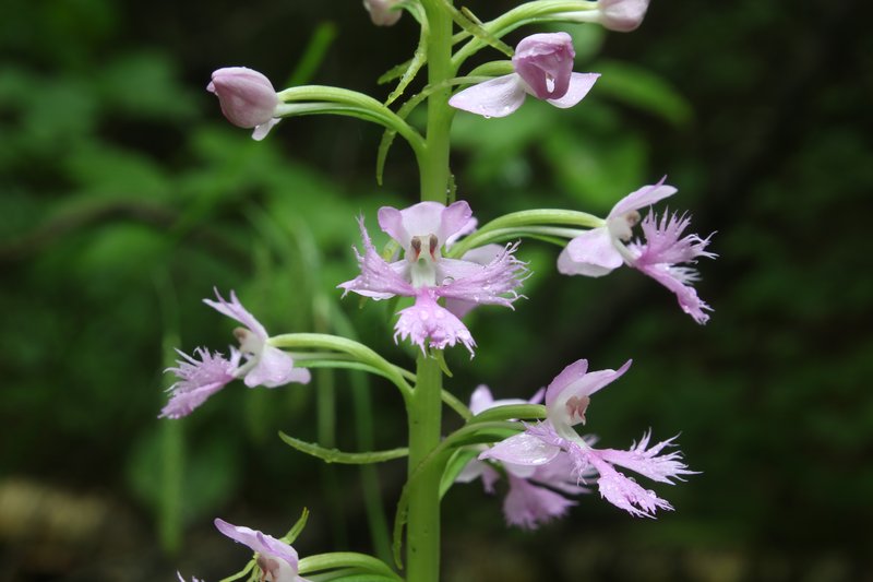 Lesser Purple Fringed Orchid