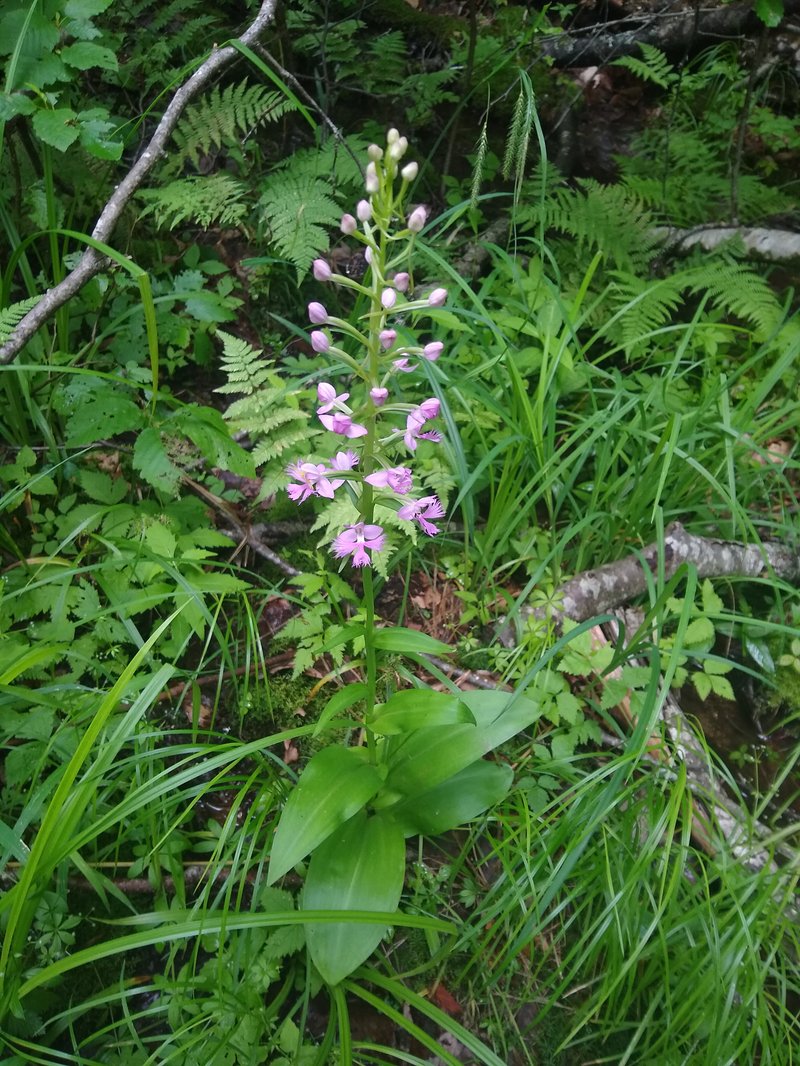 Lesser Purple Fringed Orchid photo 2