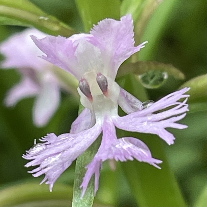 Lesser Purple Fringed Orchid photo 3