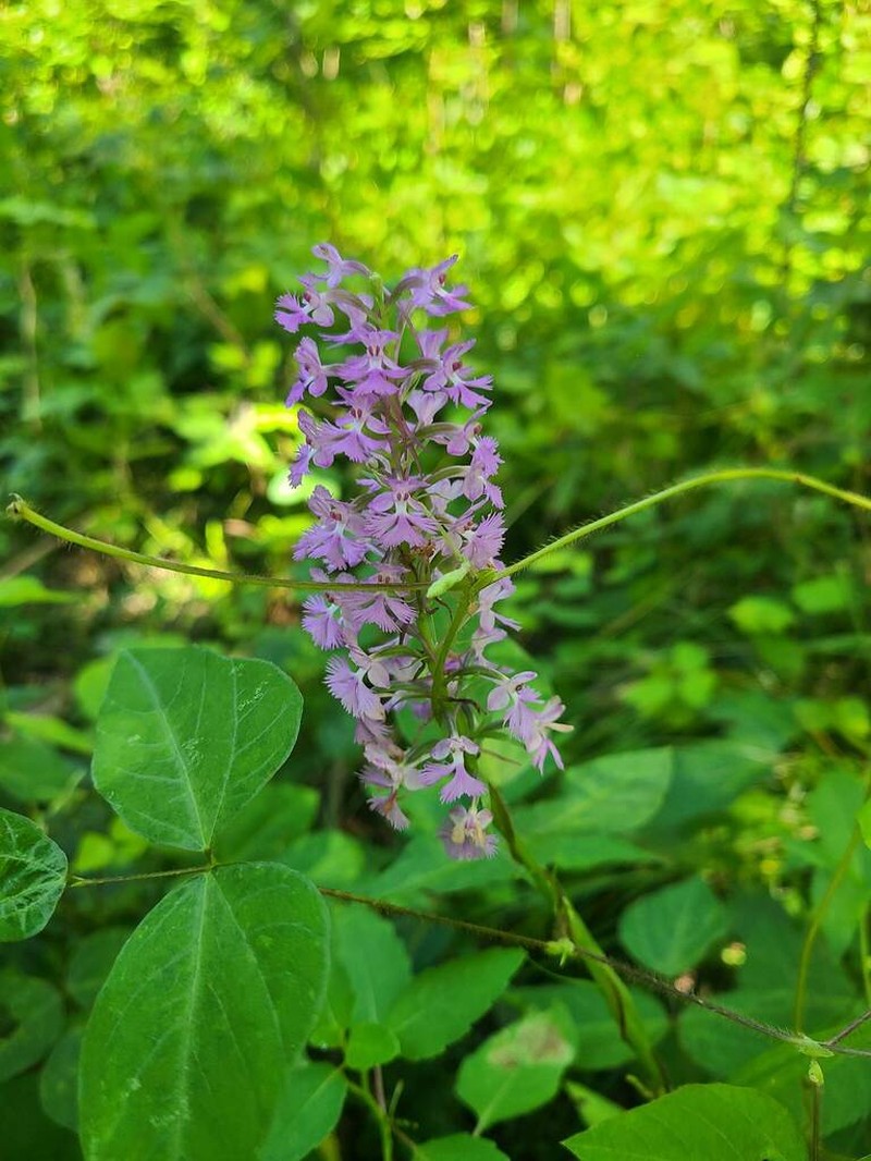 Lesser Purple Fringed Orchid photo 4