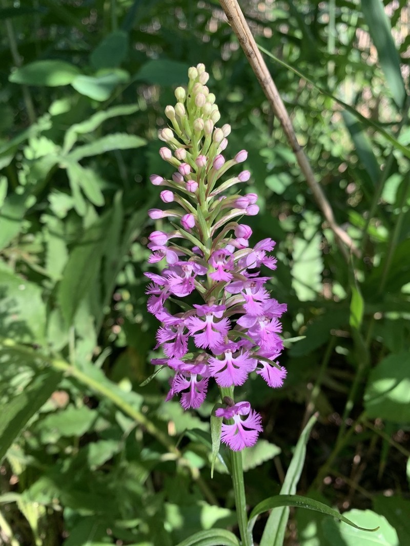 Lesser Purple Fringed Orchid photo 5