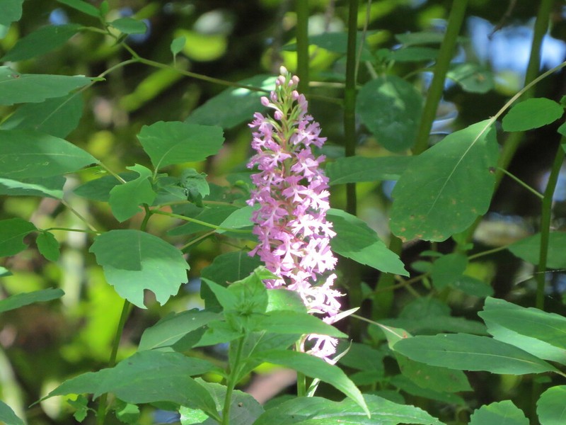 Lesser Purple Fringed Orchid photo 6