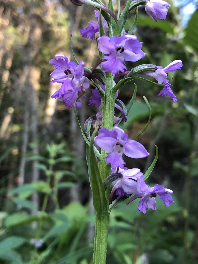 Lesser Purple Fringed Orchid photo 7