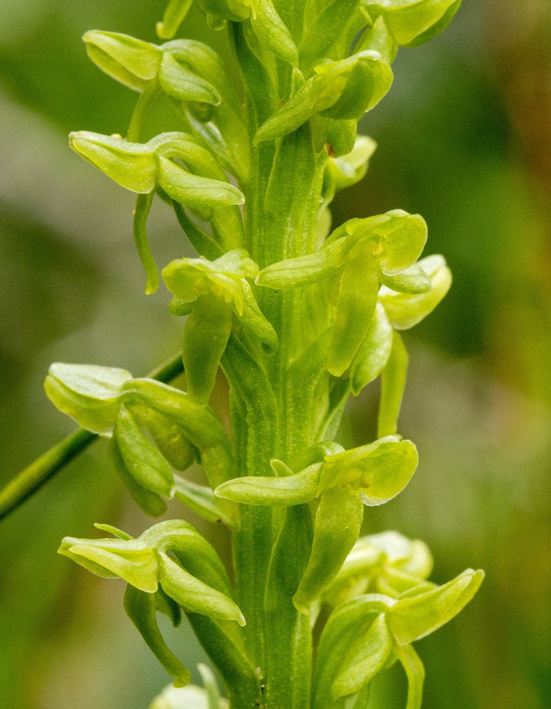 Purple-Petal Bog Orchid