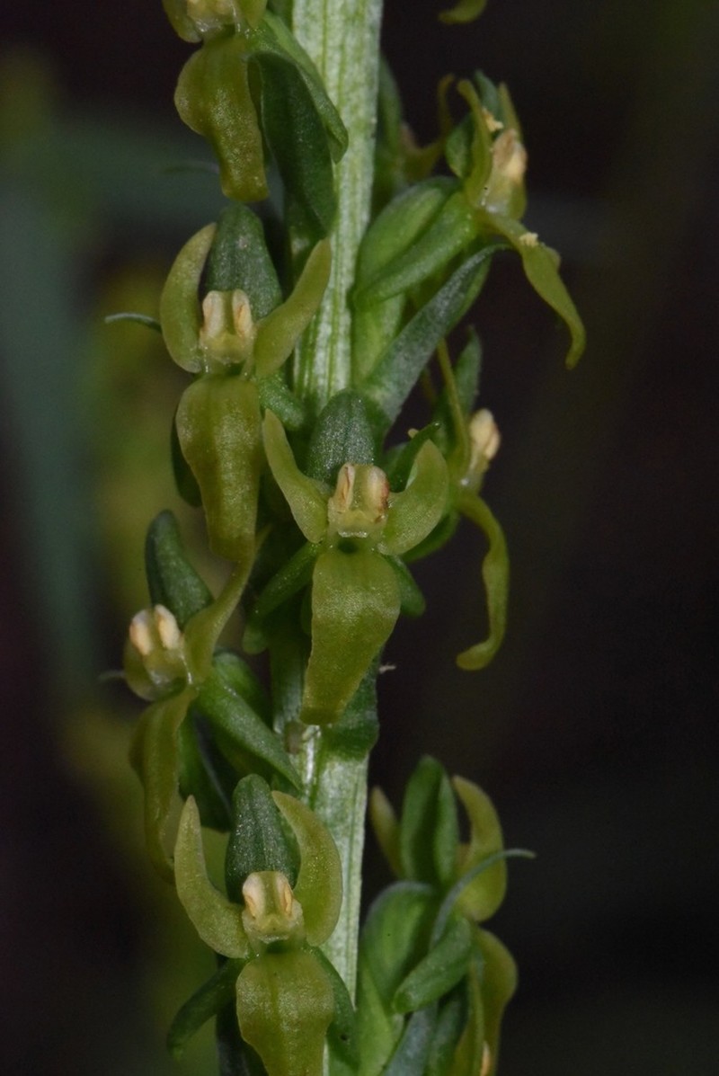 Purple-Petal Bog Orchid photo 3