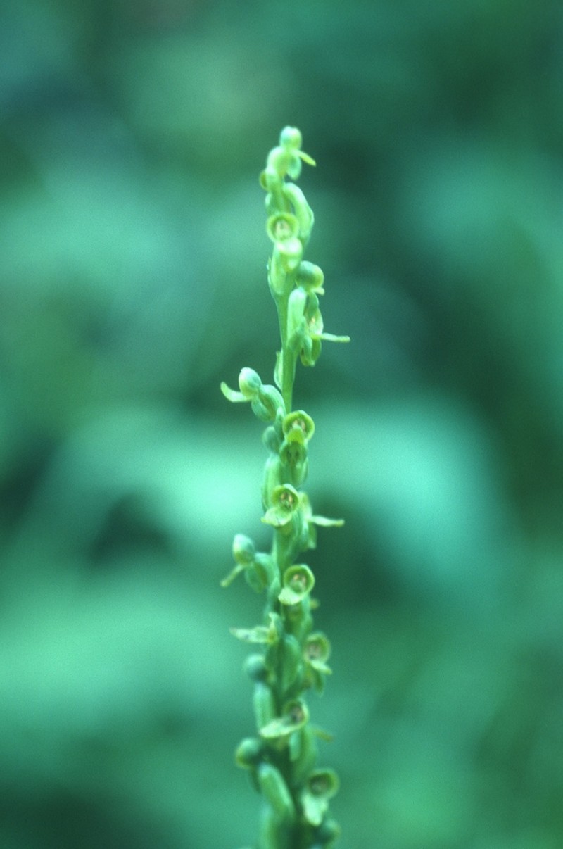Purple-Petal Bog Orchid photo 4