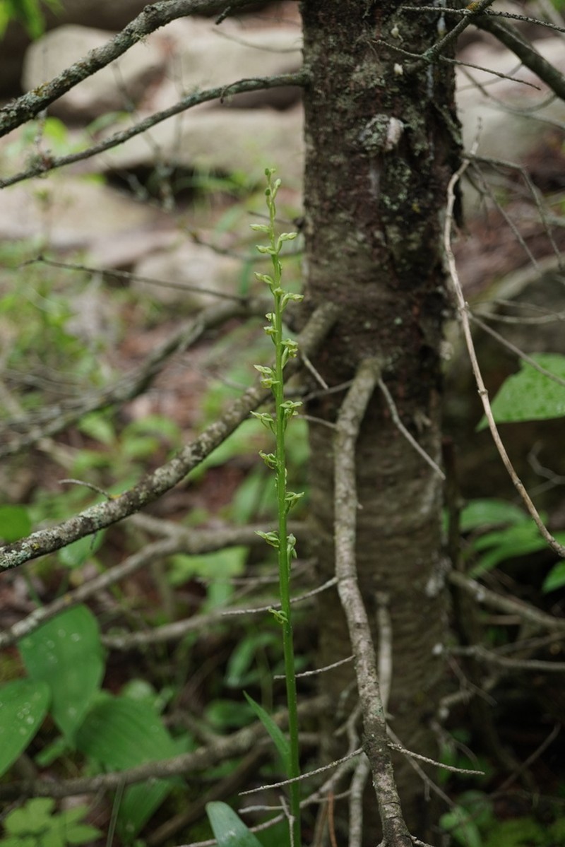 Purple-Petal Bog Orchid photo 6