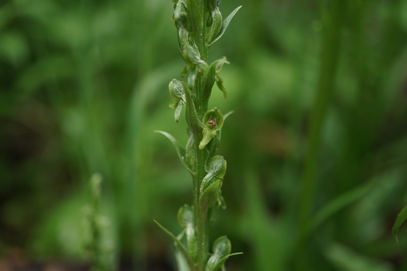 Purple-Petal Bog Orchid photo 8