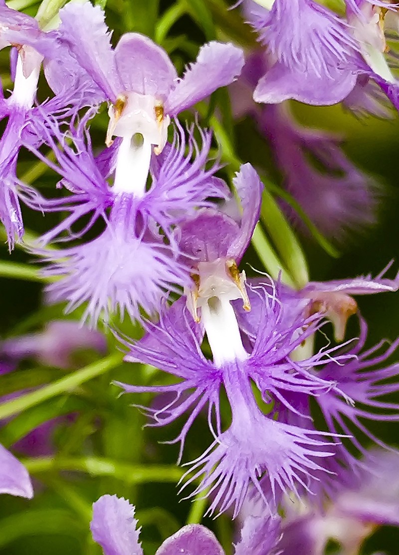 Shriver's Purple Fringed Orchid