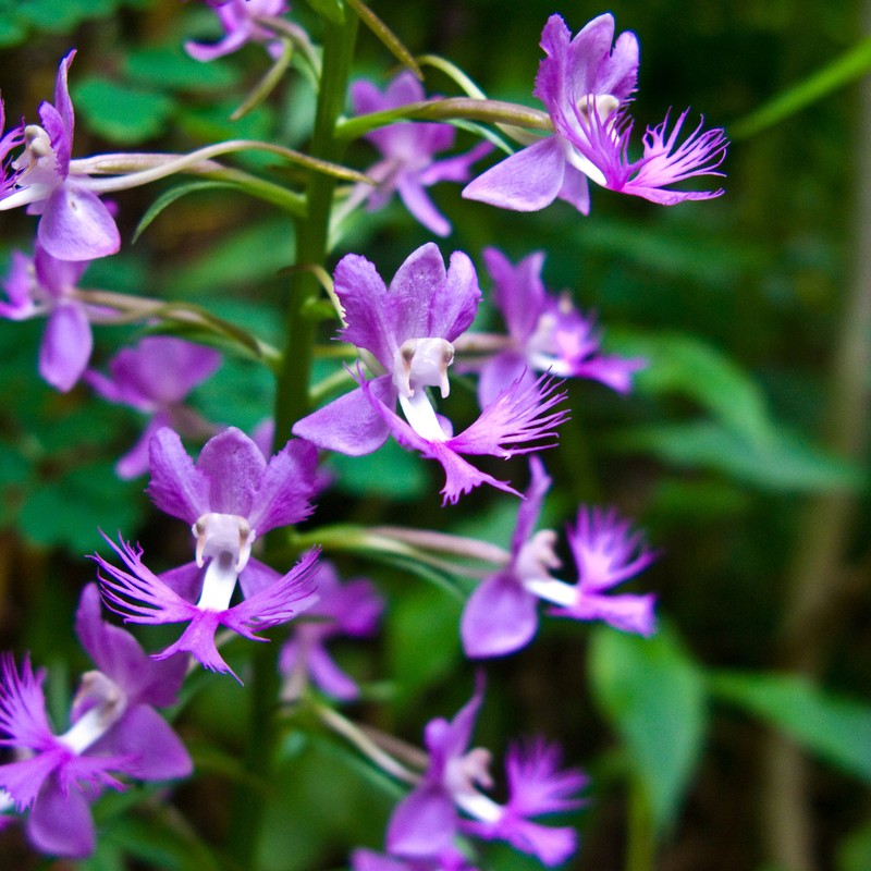 Shriver's Purple Fringed Orchid photo 3