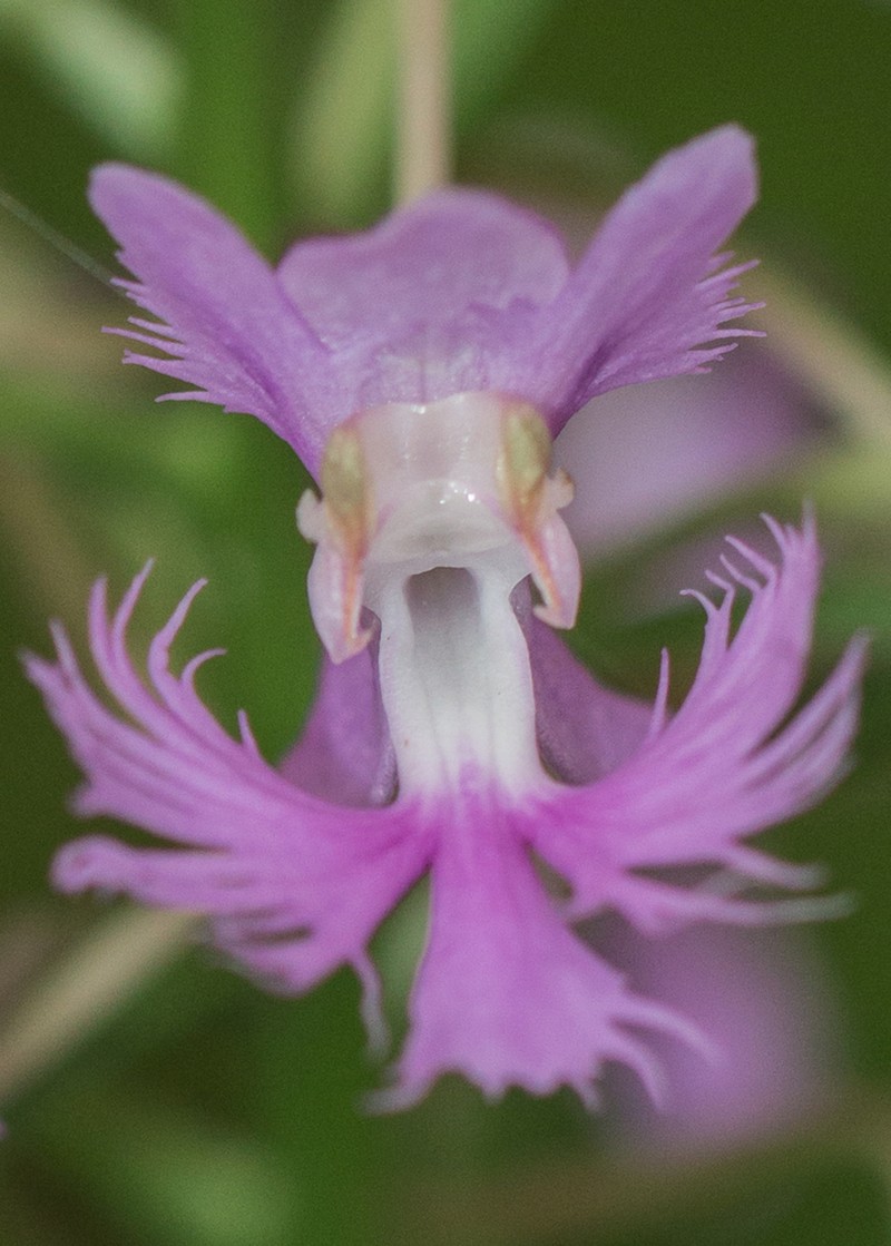 Shriver's Purple Fringed Orchid photo 4