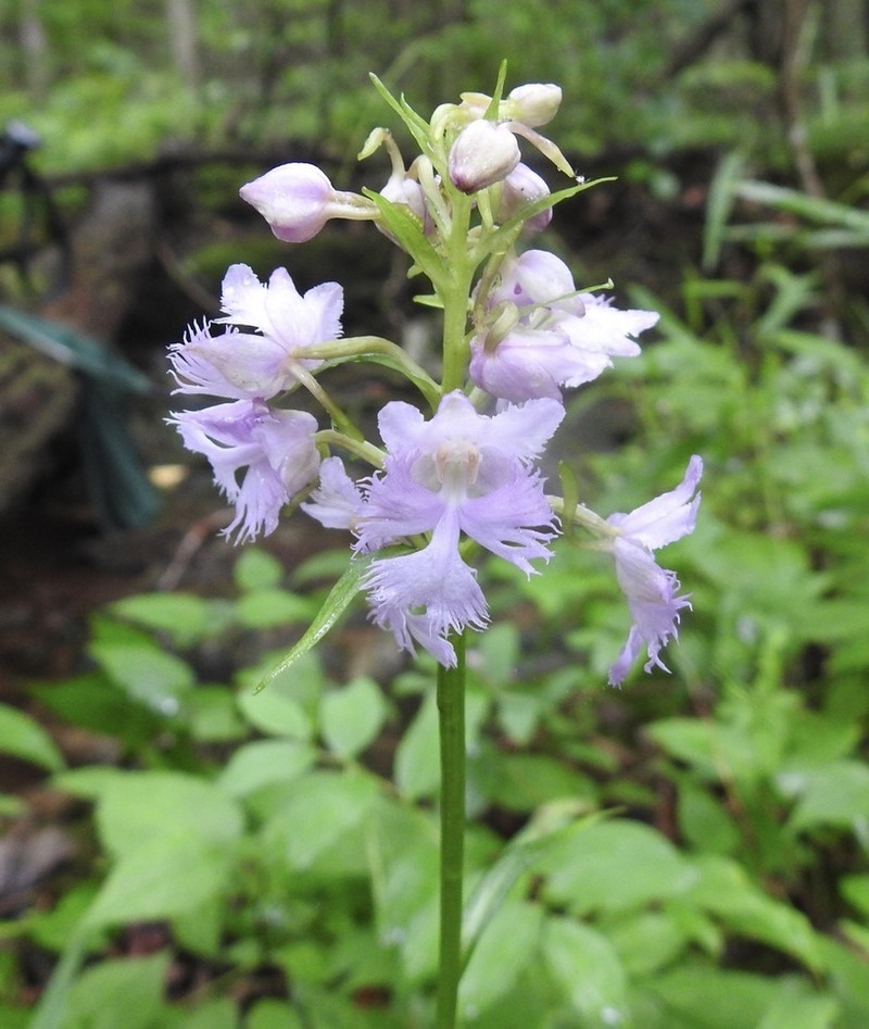 Shriver's Purple Fringed Orchid photo 5