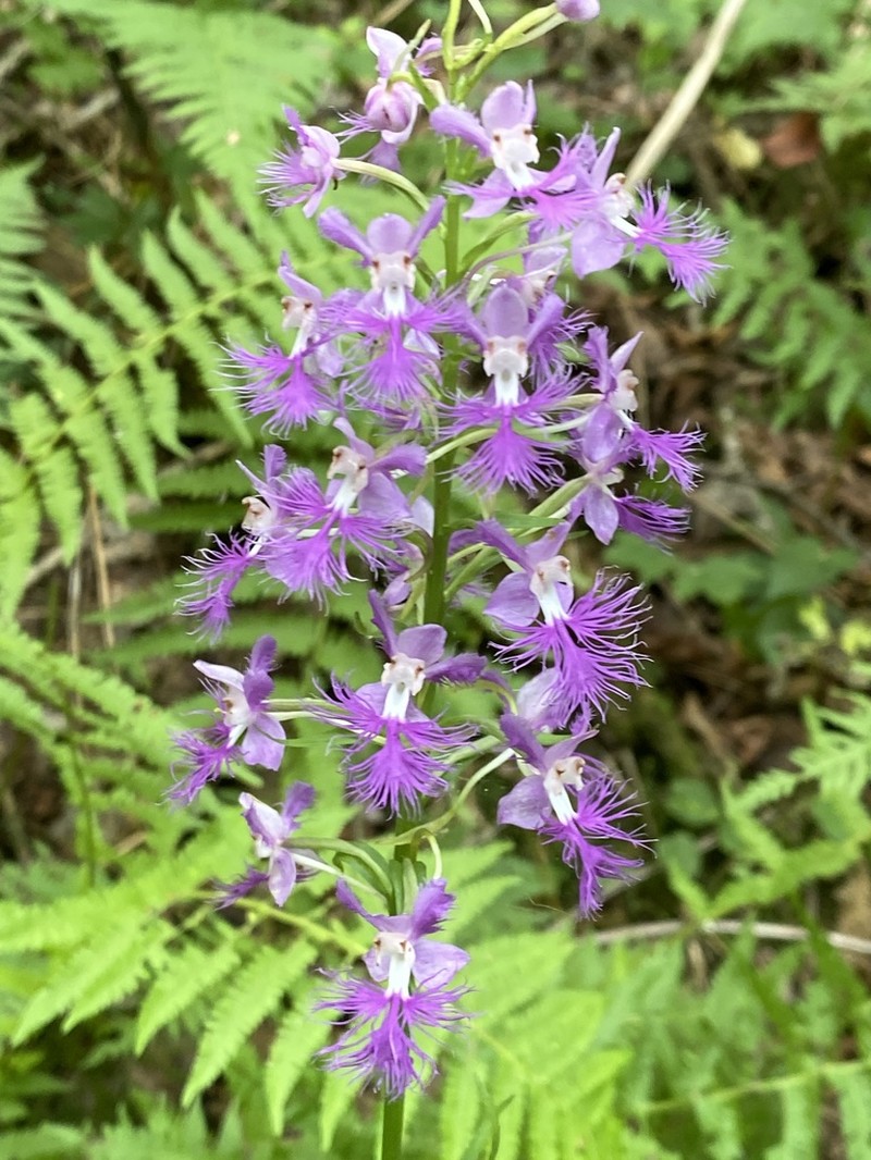 Shriver's Purple Fringed Orchid photo 6