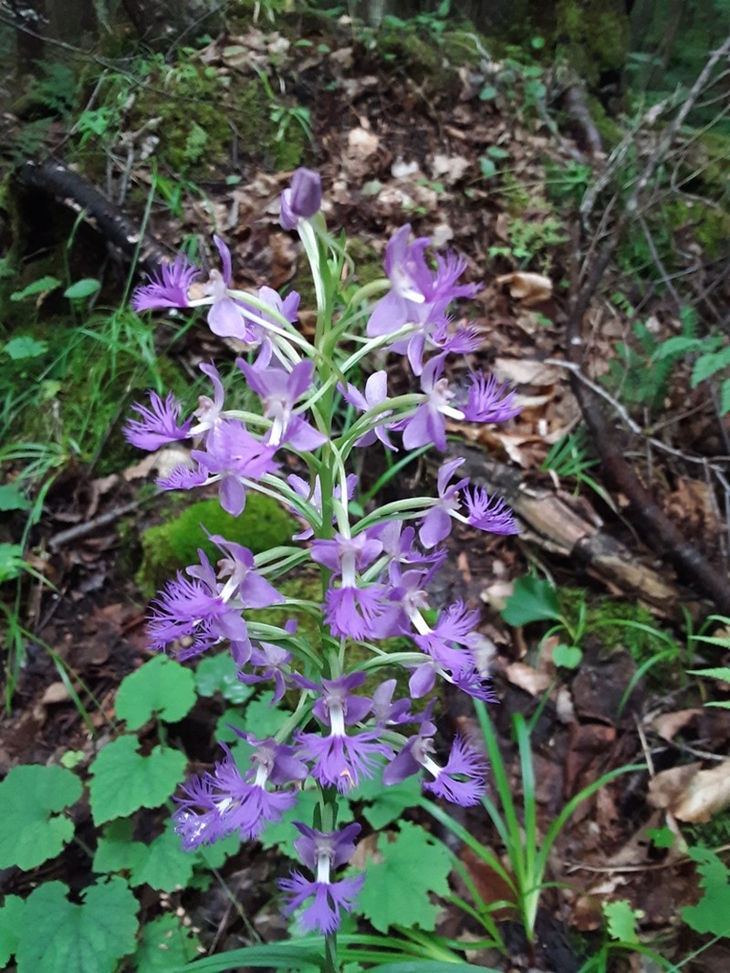Shriver's Purple Fringed Orchid photo 7
