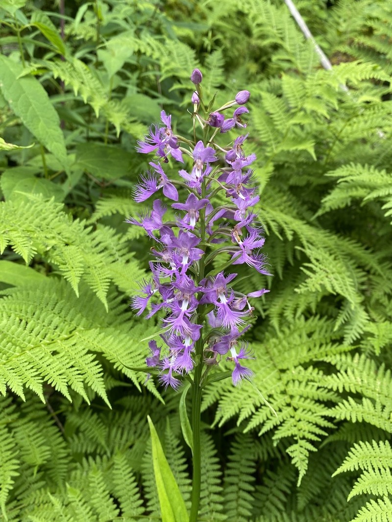 Shriver's Purple Fringed Orchid photo 8