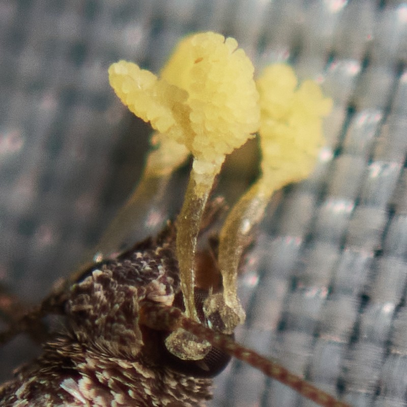 sparse-flowered bog orchid photo 2
