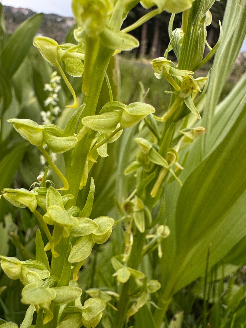 sparse-flowered bog orchid photo 5