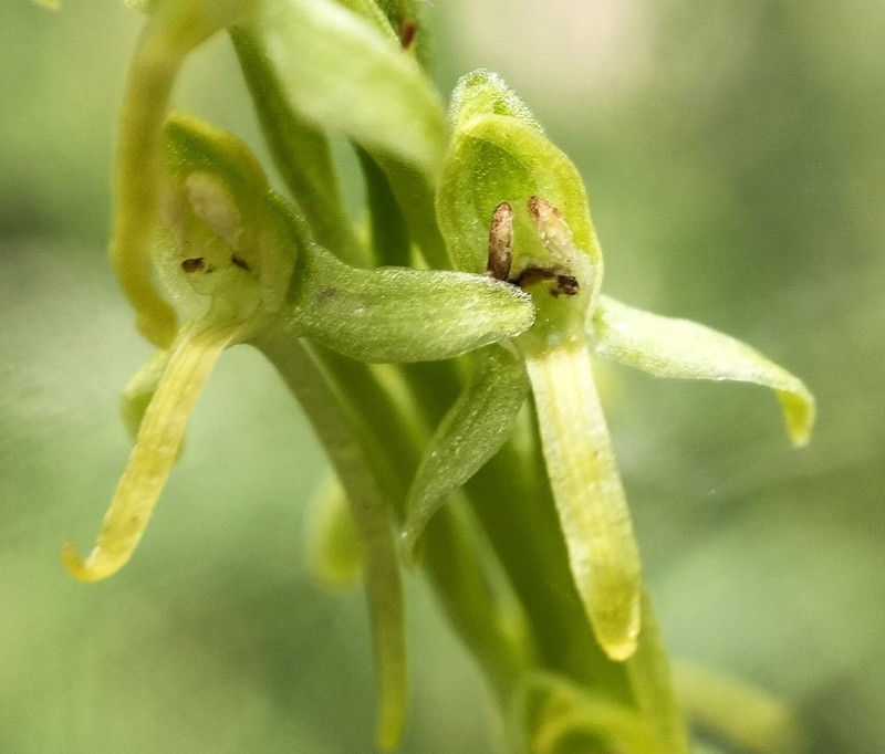 sparse-flowered bog orchid photo 6