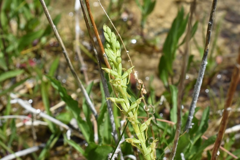 Platanthera sparsiflora photo 3