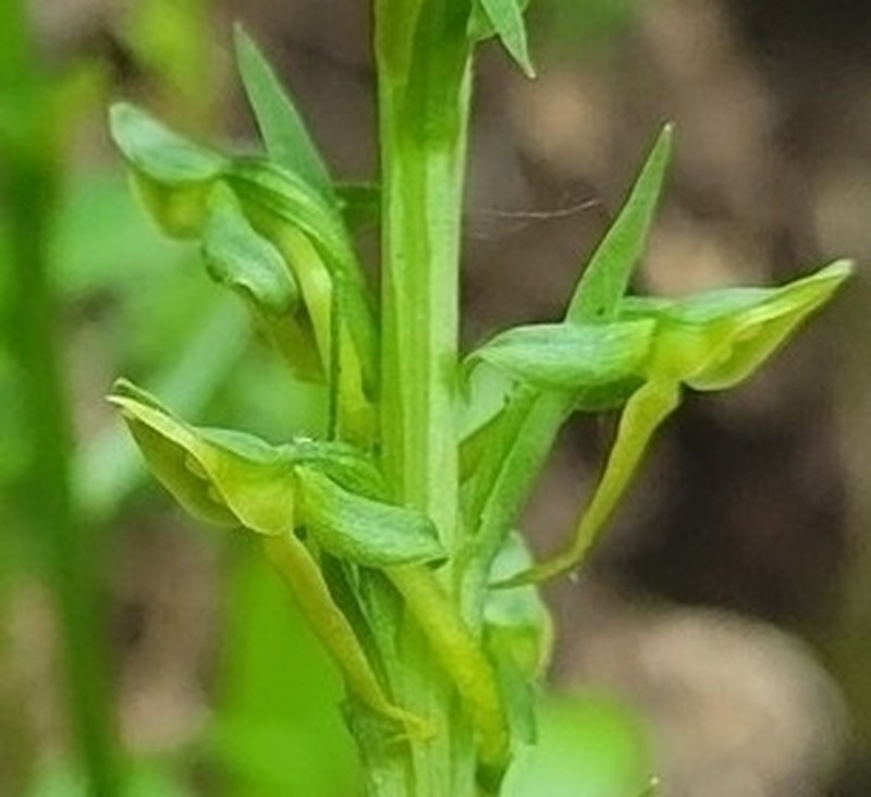 Platanthera sparsiflora photo 4